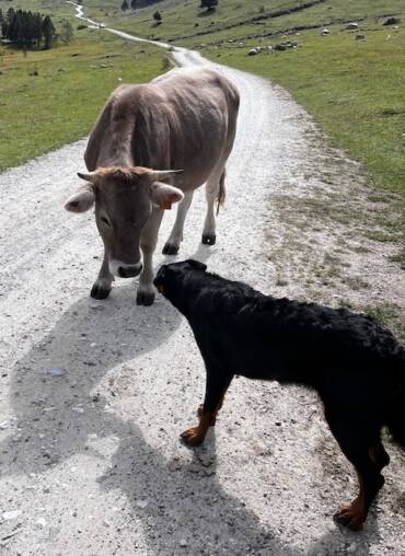 Concienciados: las vacas de Oriol